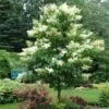 Ivory Silk Japanese Lilac Tree 2 Ivory Silk Japanese Lilac Tree -Fast-Growing-Trees Shop Ivory Silk Lilac 600x600 d6c141fb 9a23 47bf 8d02 1dc916db7bc9