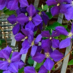 Jackmanii Clematis Vine -Fast-Growing-Trees Shop Jackmandii Clematis FGT 4