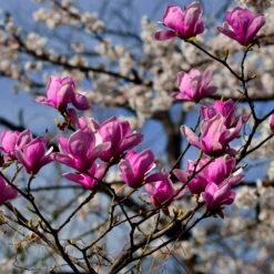 Jane Magnolia -Fast-Growing-Trees Shop Jane Magnolia 4 FGT