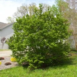 Jane Magnolia -Fast-Growing-Trees Shop Janr Magnolia 5 FGT