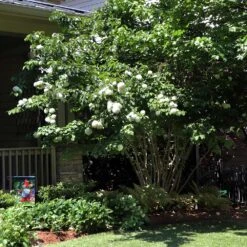 Japanese Snowball Bush -Fast-Growing-Trees Shop Japanese VIburnum 1