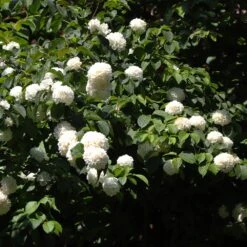 Japanese Snowball Bush -Fast-Growing-Trees Shop Japanese VIburnum 2 FGT