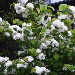 Japanese Snowball Bush -Fast-Growing-Trees Shop Japanese VIburnum 5 FGT