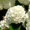 Japanese Snowball Bush -Fast-Growing-Trees Shop Japanese VIburnum FGT 600x600 57eb5798 f201 407e b4b4 50700890e124