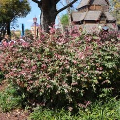 Jazz Hands® Variegated Loropetalum 8 Jazz Hands® Variegated Loropetalum -Fast-Growing-Trees Shop Jazz Hands loropetalum 1 FGT