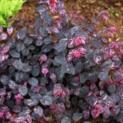 Jazz Hands® Variegated Loropetalum 9 Jazz Hands® Variegated Loropetalum -Fast-Growing-Trees Shop Jazz Hands loropetalum 4 FGT