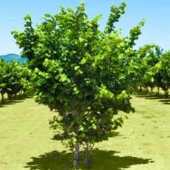 Jefferson Filbert Hazelnut Tree -Fast-Growing-Trees Shop Jefferson Filbert Hazelnut 2