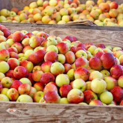 Jonagold Apple Tree -Fast-Growing-Trees Shop Jonagold Apple 6