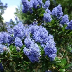 Creeping Mountain Lilac 7 Creeping Mountain Lilac -Fast-Growing-Trees Shop Joyce Coulter California Lilac 2