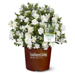 Jubilation™ Gardenia Shrub 9 Jubilation™ Gardenia Shrub -Fast-Growing-Trees Shop Jubilation Gardenia 1