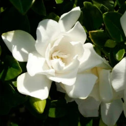 Jubilation™ Gardenia Shrub 10 Jubilation™ Gardenia Shrub -Fast-Growing-Trees Shop Jubilation Gardenia 3