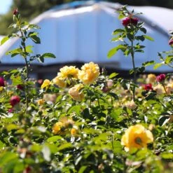 Julia Child And Ebb Tide™ Two-fer® Rose Tree -Fast-Growing-Trees Shop Julia CHild and Ebb Tide Rose Tree 4