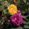Julia Child And Ebb Tide™ Two-fer® Rose Tree -Fast-Growing-Trees Shop Julia CHild and Ebb Tide Rose Tree 600x600 b57e03f4 e033 4fe6 90c3 61eea0c6e2cc