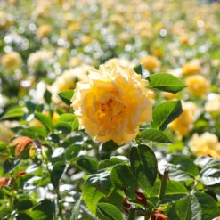 Julia Child Rose -Fast-Growing-Trees Shop Julia Child Rose 4