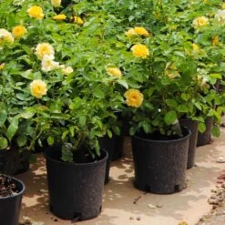 Julia Child Rose -Fast-Growing-Trees Shop Julia Child Rose 7