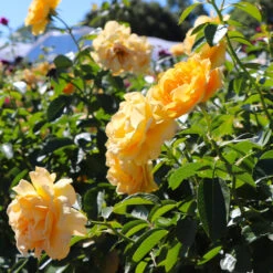 Julia Child Rose Tree -Fast-Growing-Trees Shop Julia Child Rose Tree 8