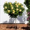Julia Child Rose Tree 2 Julia Child Rose Tree -Fast-Growing-Trees Shop Julia Child Rose Tree FGT 600x600 25fabf2f c835 40dd 96da f3d79fb0cde7