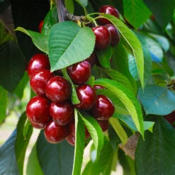 Romeo And Juliet™ Cherry Trees 8 Romeo And Juliet™ Cherry Trees -Fast-Growing-Trees Shop Juliet CHerry Tree