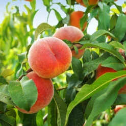 June Gold Peach Tree -Fast-Growing-Trees Shop June Gold peaches 1