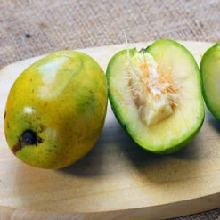 June Plum Tree -Fast-Growing-Trees Shop June Plum 5