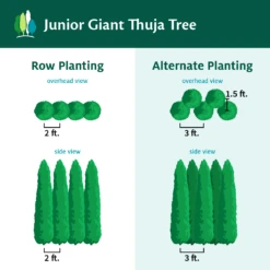 Junior Giant Thuja Tree -Fast-Growing-Trees Shop JuniorGiantThujaTree