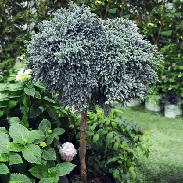 Blue Star Juniper Tree 2 Blue Star Juniper Tree