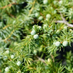 Blue Pacific Juniper -Fast-Growing-Trees Shop Juniper Blue Pacific 1