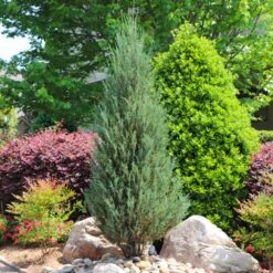 Skyrocket Junipers 12 Skyrocket Junipers -Fast-Growing-Trees Shop Juniper Skyrocket 11 FGT
