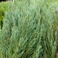 Skyrocket Junipers 11 Skyrocket Junipers -Fast-Growing-Trees Shop Juniper Skyrocket 4 FGT