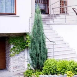 Skyrocket Junipers 10 Skyrocket Junipers -Fast-Growing-Trees Shop Juniper Skyrocket 6 FGT