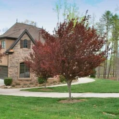 KV' Flowering Plum Tree 10 KV' Flowering Plum Tree -Fast-Growing-Trees Shop KV Flowering Plum 4