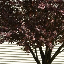 KV' Flowering Plum Tree 9 KV' Flowering Plum Tree -Fast-Growing-Trees Shop KV Flowering Plum 5