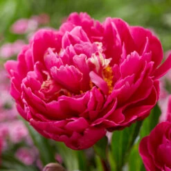 Karl Rosenfield Peony -Fast-Growing-Trees Shop Karl Rosenfield Peony 1