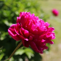 Karl Rosenfield Peony -Fast-Growing-Trees Shop Karl Rosenfield Peony 5 FGT