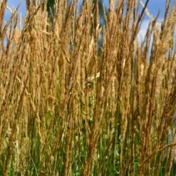 Karl Foerster Grass -Fast-Growing-Trees Shop Karl Foerster Grass 2