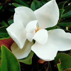 Kay Parris Magnolia -Fast-Growing-Trees Shop Kay Parris 3