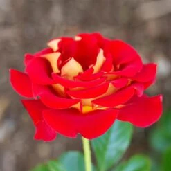 Ketchup And Mustard Rose Shrub -Fast-Growing-Trees Shop Ketchup and Mustard Rose 1 FGT