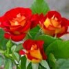 Ketchup And Mustard Rose Shrub -Fast-Growing-Trees Shop Ketchup and Mustard Rose FGT 600x600 8c87e0c9 4762 425c 8da5 29b418811463