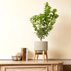 Meyer Lemon + Key Lime Bush Pack 12 Meyer Lemon + Key Lime Bush Pack -Fast-Growing-Trees Shop Key Lime Bush 4 e63a67f8 53df 467e af90 ae9e06436ddf