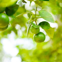Key Lime Bush -Fast-Growing-Trees Shop Key Lime Bush 5 BB