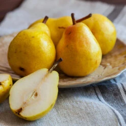 Kieffer Pear Tree -Fast-Growing-Trees Shop Kieffer pear 1 FGT