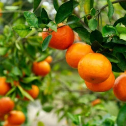 Kishu Mandarin Tree (Seedless) -Fast-Growing-Trees Shop Kishu Mandarin Tree 4