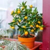 Kishu Mandarin Tree (Seedless) -Fast-Growing-Trees Shop Kishu Mandarin Tree FGT 600x600 5a7b87ec 6918 47ba a5a5 e5ed1b7bfa36