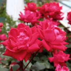 Knock Out® Rose Tree -Fast-Growing-Trees Shop Knockout Rose Tree Red 4 FGT