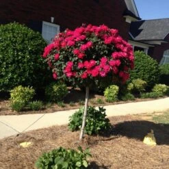 Knock Out® Rose Tree -Fast-Growing-Trees Shop Knockout Rose Tree Red FGT