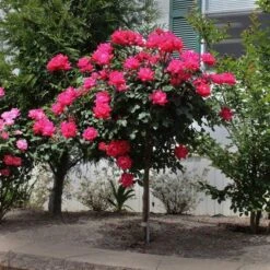 Knock OutĀ® Rose Tree