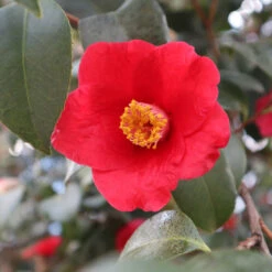 Korean Fire Camellia Shrub -Fast-Growing-Trees Shop Korean Fire Camellia 3