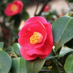 Korean Fire Camellia Shrub -Fast-Growing-Trees Shop Korean Fire Camellia 5 FGT