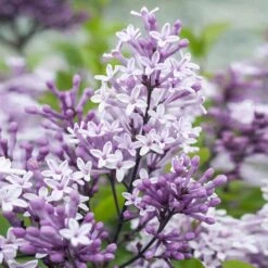 Dwarf Korean Lilac Tree -Fast-Growing-Trees Shop Korean Lilac Tree 2 BB