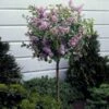 Dwarf Korean Lilac Tree -Fast-Growing-Trees Shop Korean Lilac Tree 3 BB 600x600 22baf837 6d5e 480e 8be0 394b92f5c239